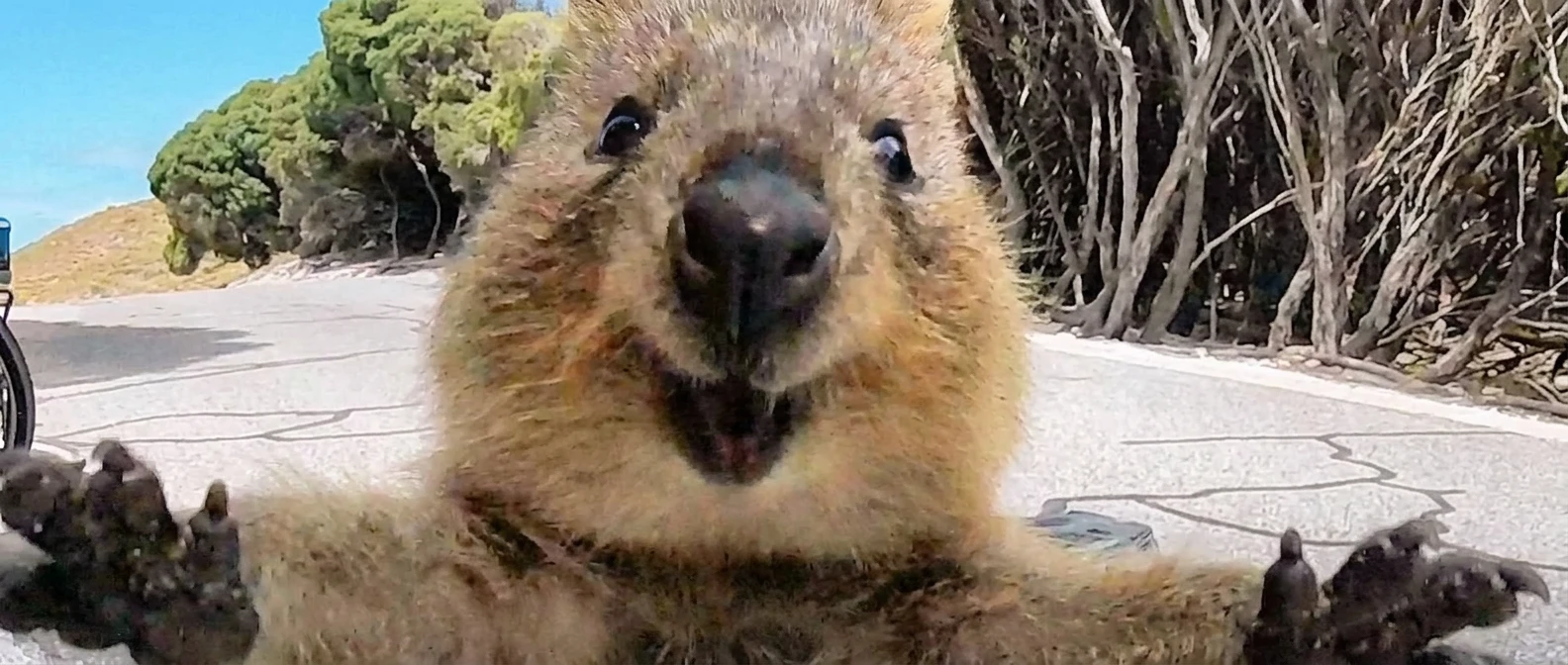 The selfie animal