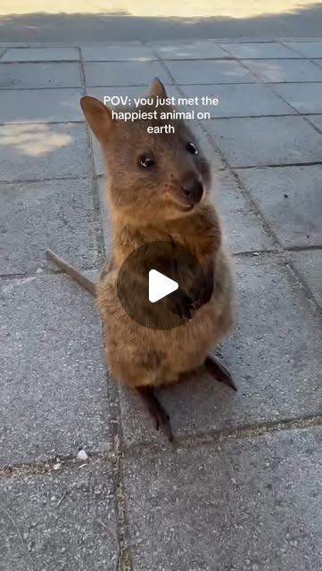 Instagram post by quokka reel