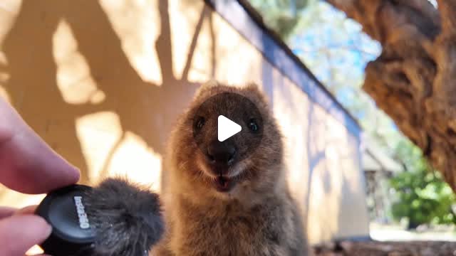 Instagram post by quokka reel