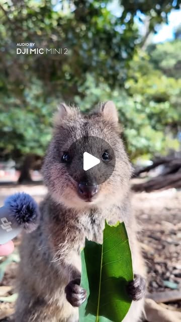 Instagram post by quokka reel